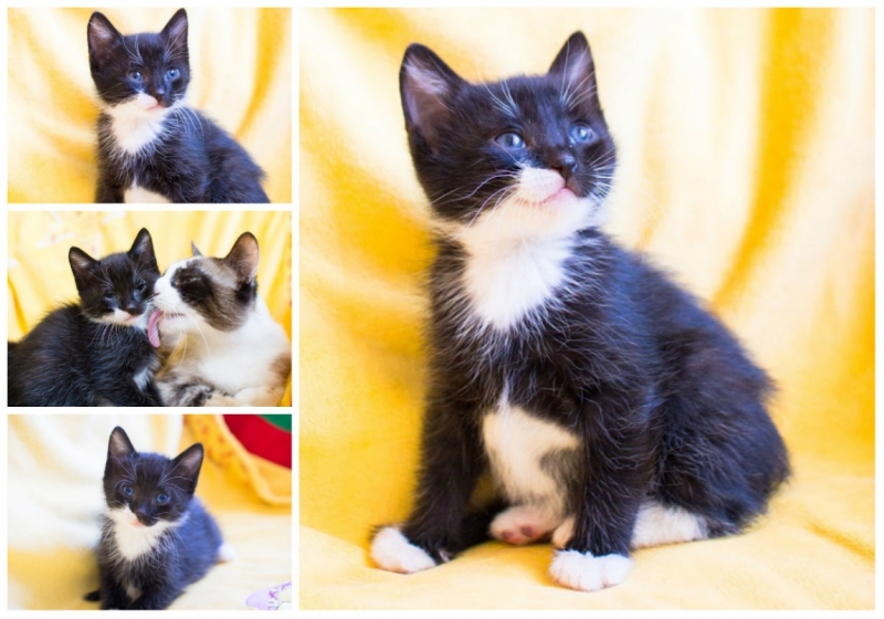 Поговорим о кошках39