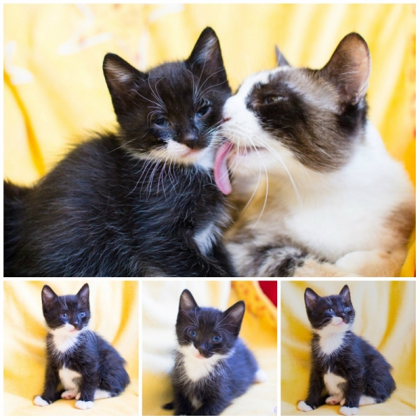 Поговорим о кошках39