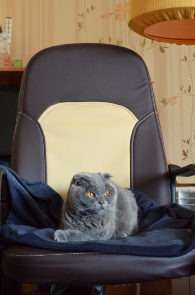 Поговорим о кошках39