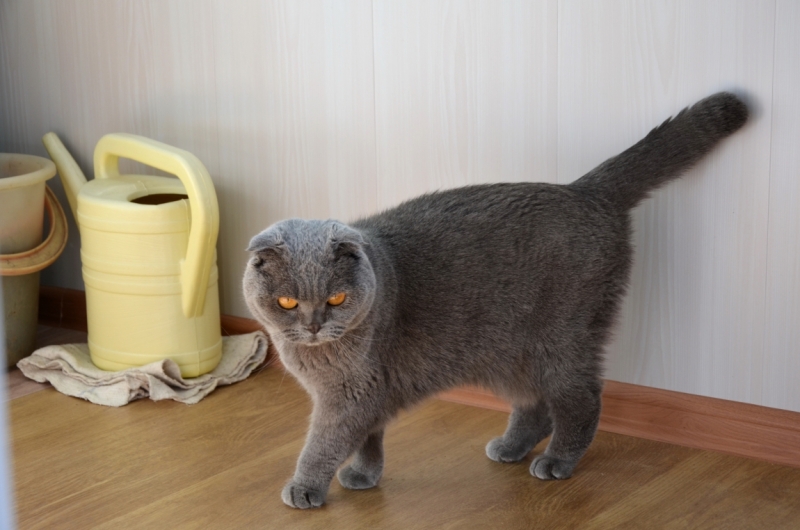 Поговорим о кошках39