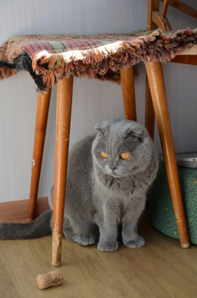 Поговорим о кошках39