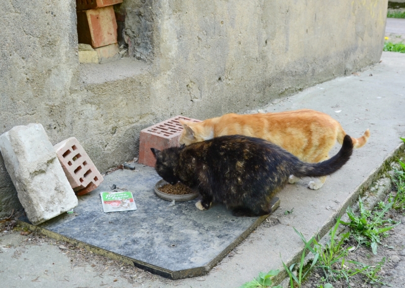 Поговорим о кошках39