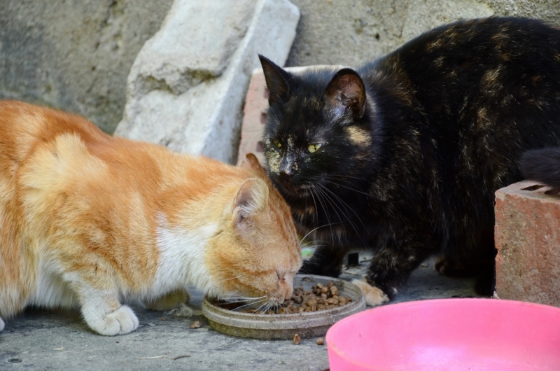 Поговорим о кошках39