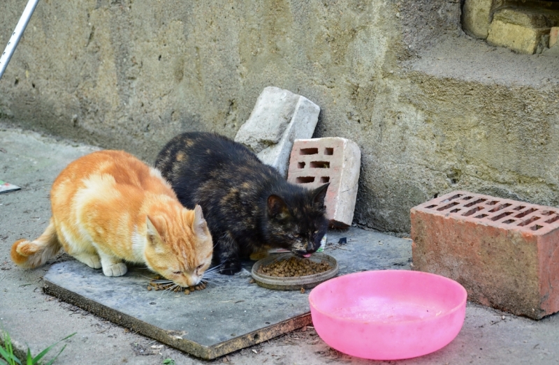 Поговорим о кошках39