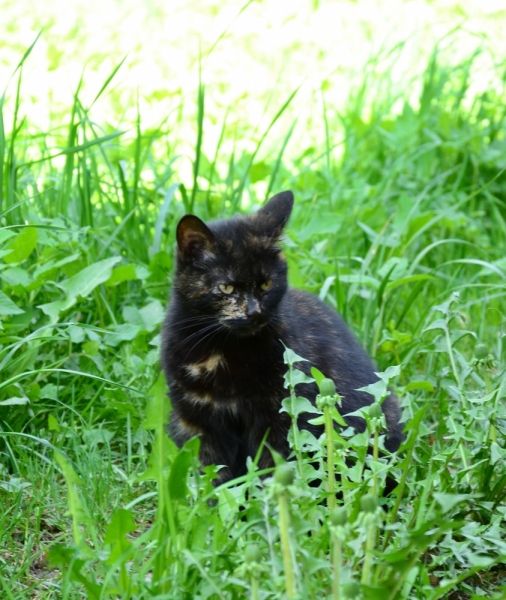 Поговорим о кошках39