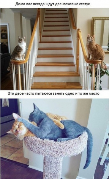 Поговорим о кошках39