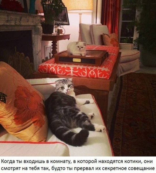 Поговорим о кошках39