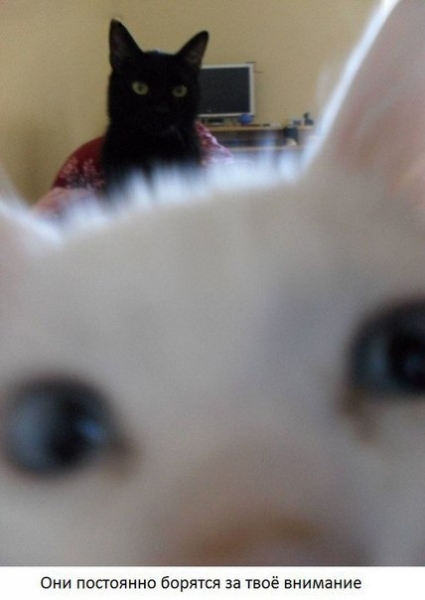 Поговорим о кошках39