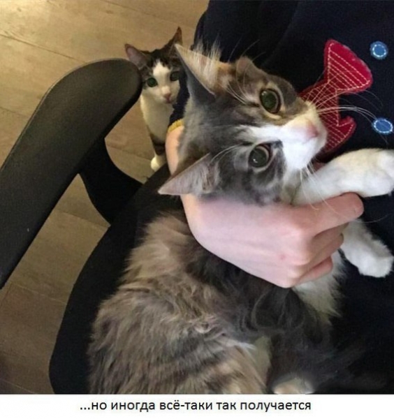 Поговорим о кошках39