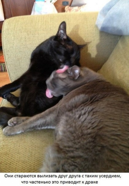 Поговорим о кошках39