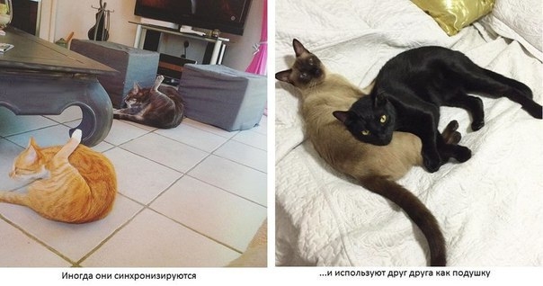 Поговорим о кошках39