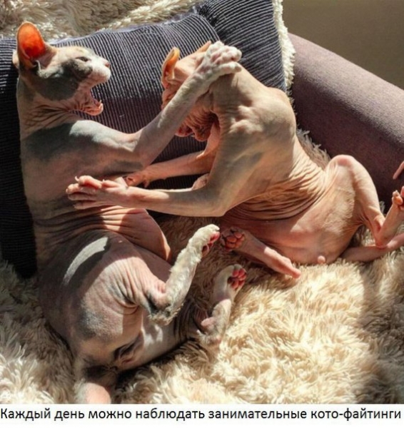 Поговорим о кошках39