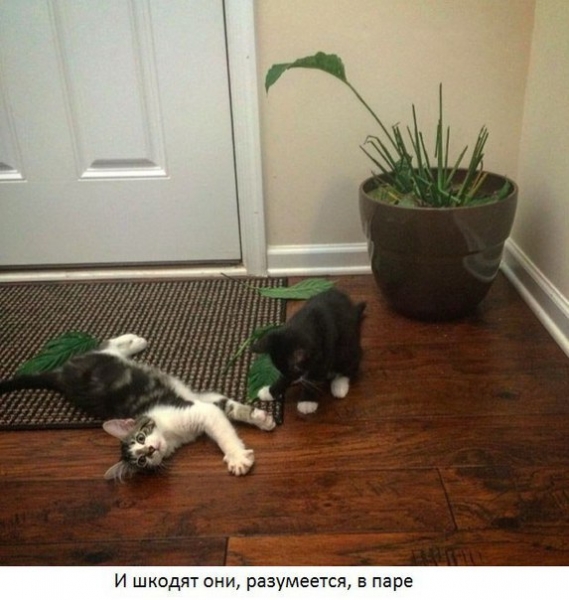 Поговорим о кошках39