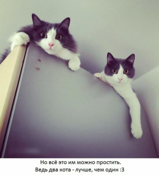 Поговорим о кошках39