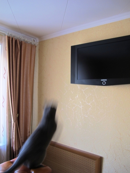 Поговорим о кошках39