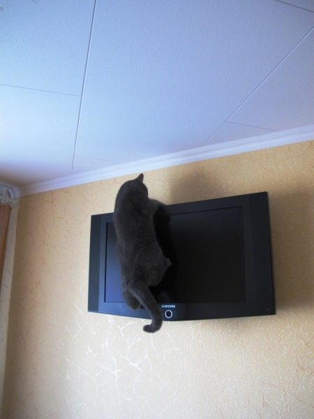 Поговорим о кошках39