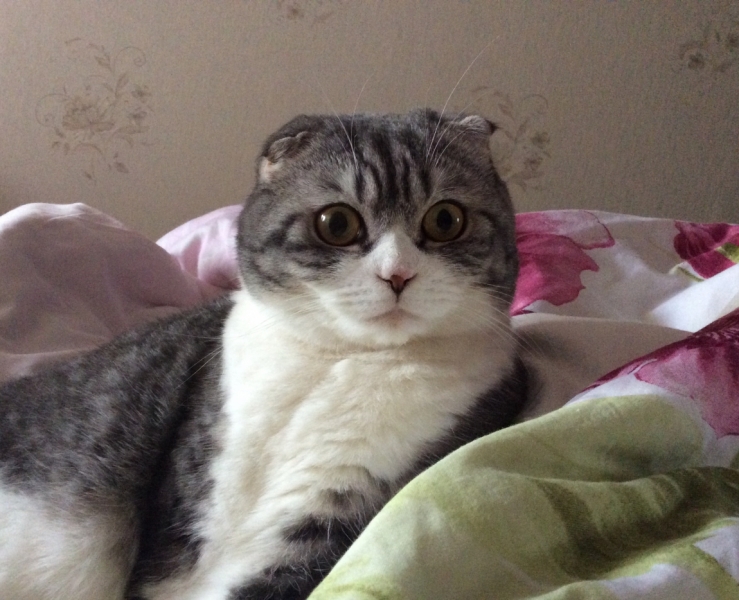 Поговорим о кошках39