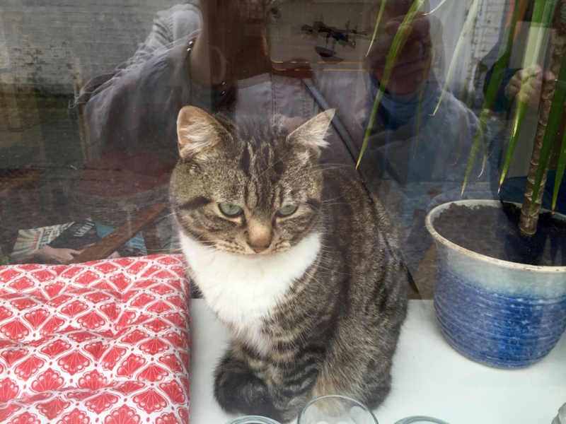 Поговорим о кошках39