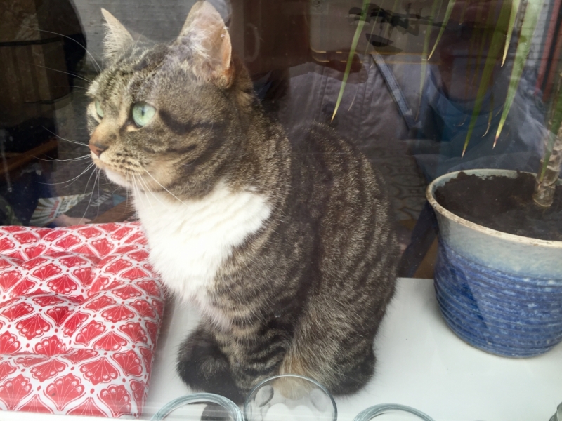 Поговорим о кошках39