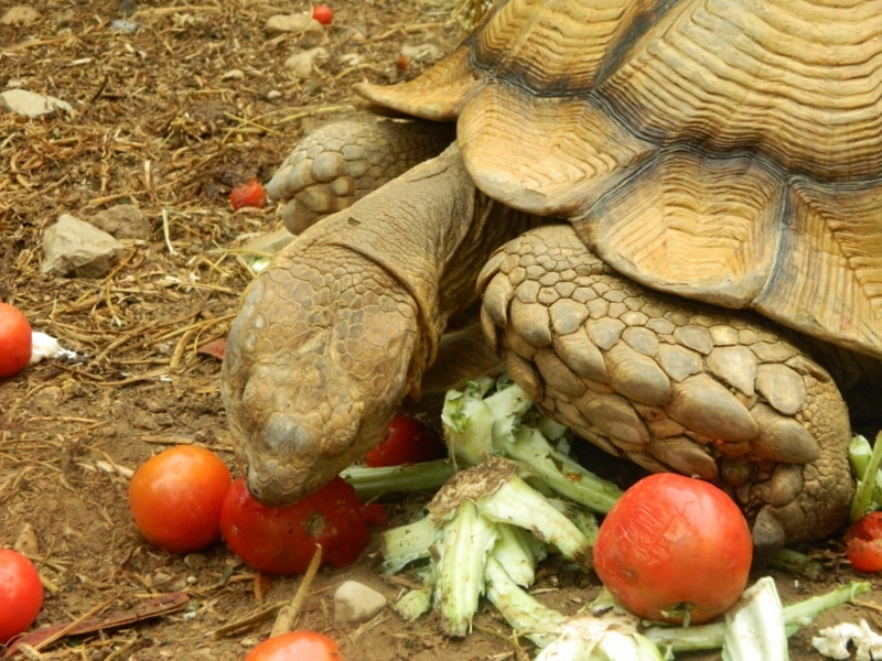 Маршрут на июнь. Помогите определиться с окончанием маршрута.