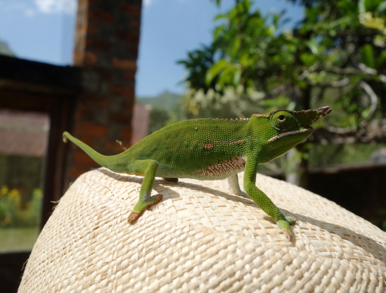 Фотографии животного мира