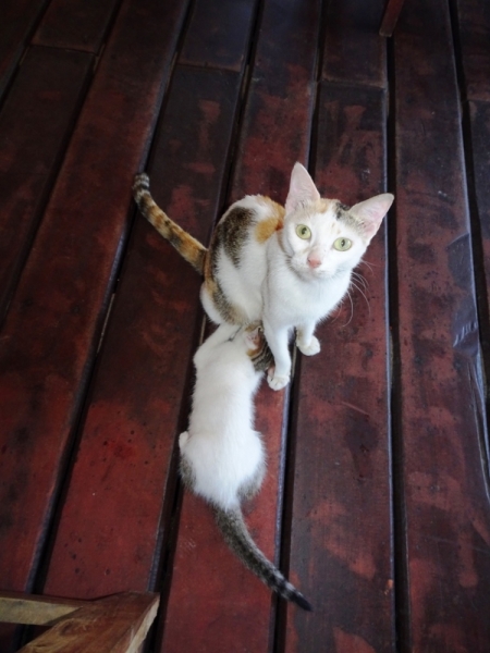 Фотографии животного мира