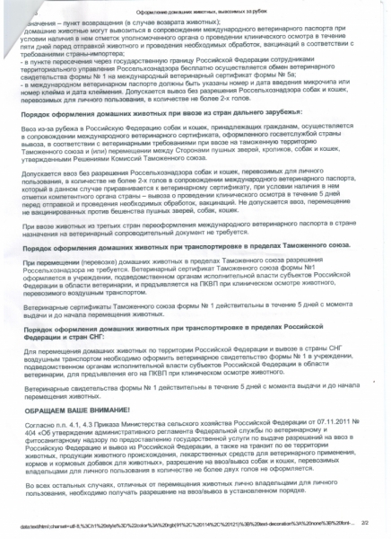 Как путешествовать с собакой в машине