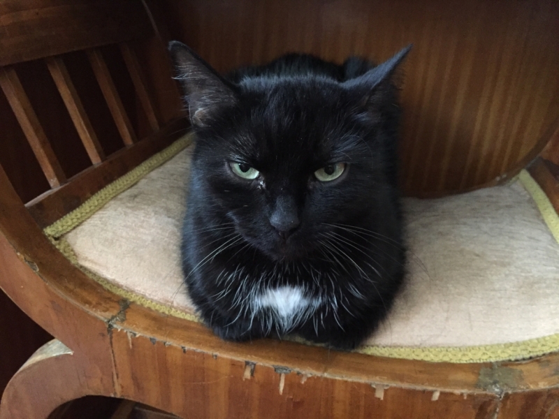 Поговорим о кошках39