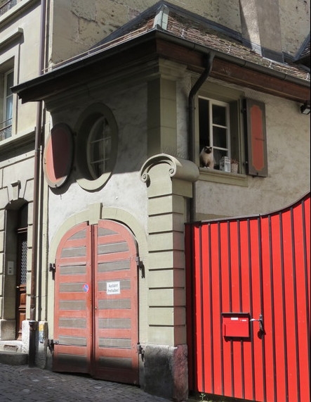 Поговорим о кошках39