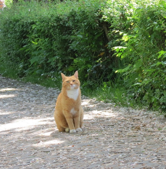 Поговорим о кошках39