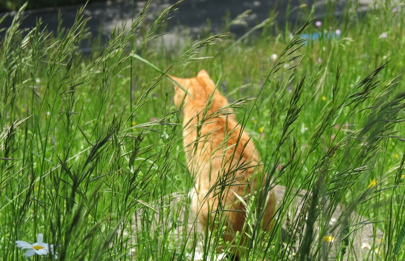 Поговорим о кошках39