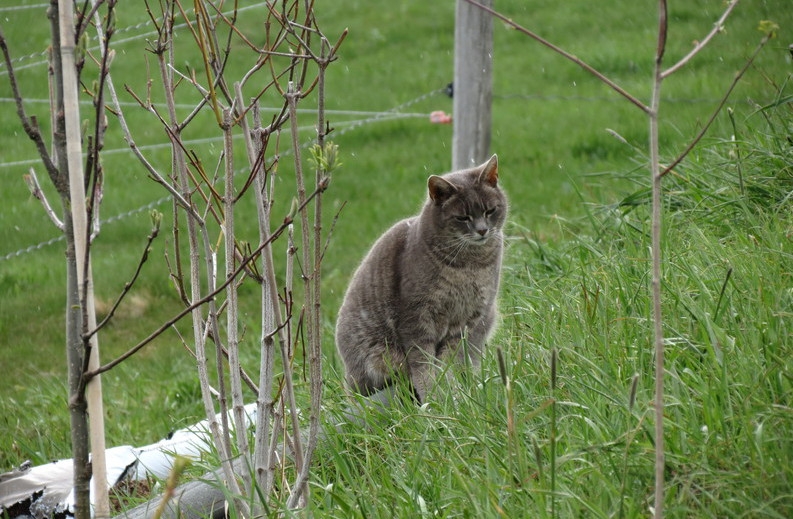 Поговорим о кошках39