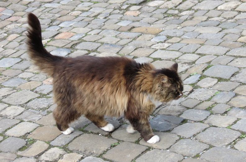 Поговорим о кошках39