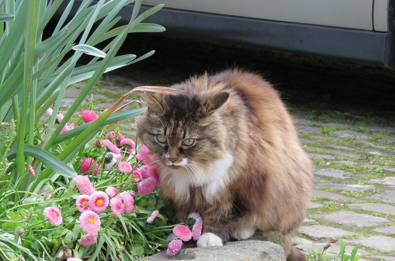 Поговорим о кошках39