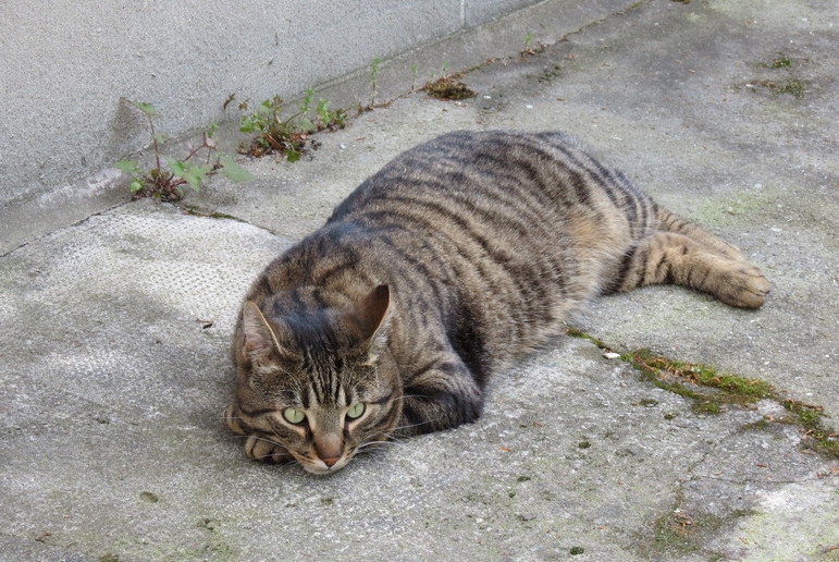 Поговорим о кошках39