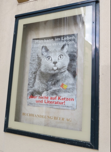 Поговорим о кошках39