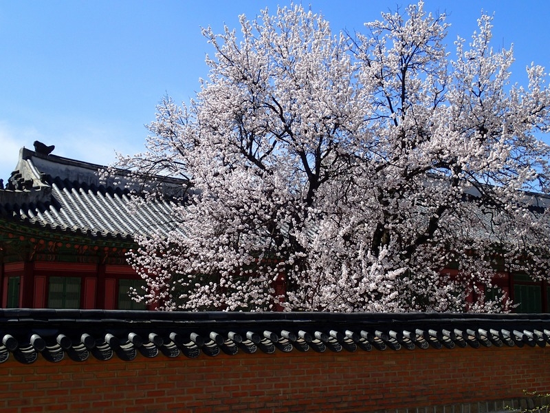 Дорогами корейской сакуры. Сеул, апрель 2015.