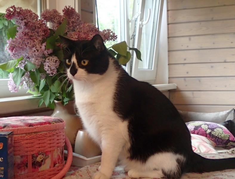 Поговорим о кошках39