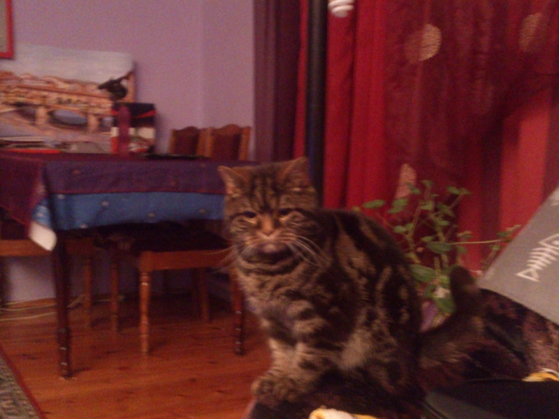 Поговорим о кошках39