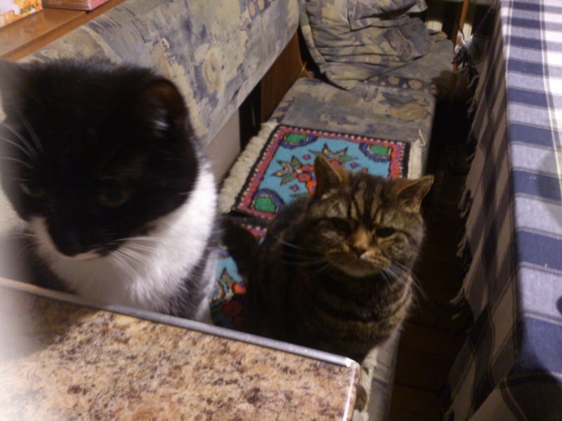 Поговорим о кошках39