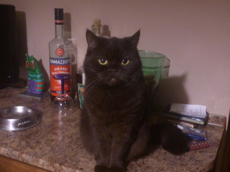 Поговорим о кошках39