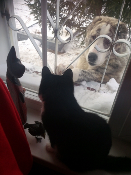 Поговорим о кошках39