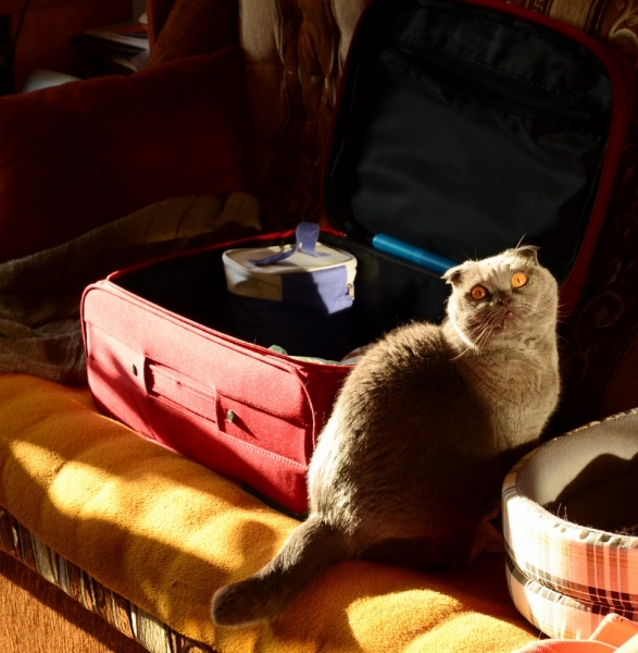 Поговорим о кошках39