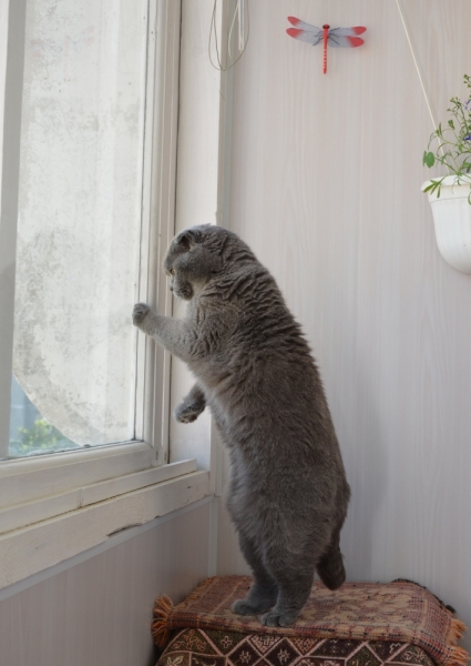 Поговорим о кошках39