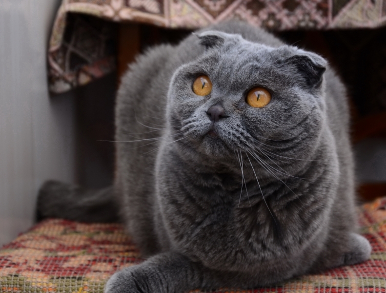 Поговорим о кошках39