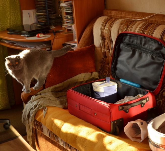 Поговорим о кошках39