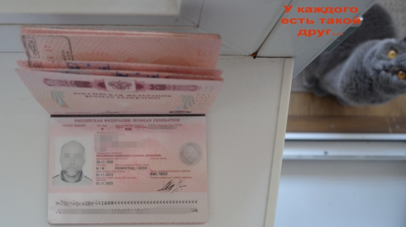 Поговорим о кошках39