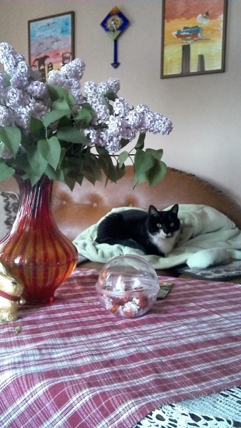 Поговорим о кошках39