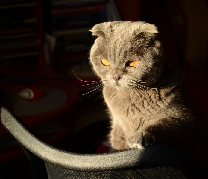 Поговорим о кошках39