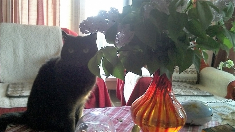 Поговорим о кошках39